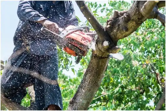 tree services Esmont